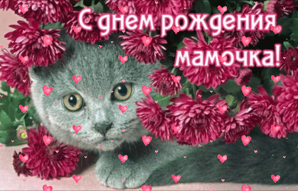 Лучшая анимационная GIF картинка «Фейерверк» с днём рождения Маме с пожеланиями «Неожиданное поздравление с Днем рождения - картинка с котом: цветы» Поздравительная анимационная GIF картинка «Фейерверк» с днём рождения Маме с поздравлениями «Неожиданное поздравление с Днем рождения - картинка с котом: цветы»