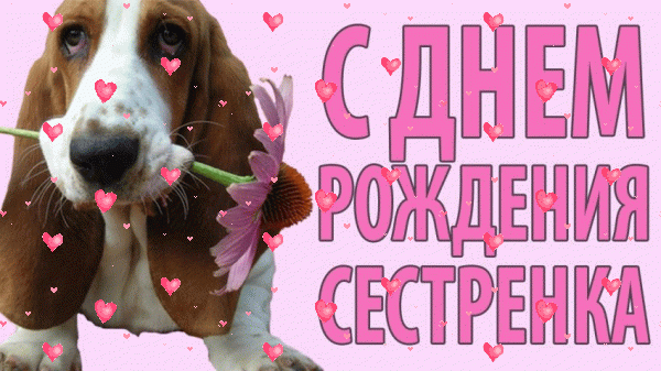 Красивая мерцающая GIF картинка «Фейерверк» с днём рождения Сестре с поздравлениями «С Днем Рождения СЕСТРЕНКА! Картинка с собакой Такса» Хорошая анимационная GIF открытка «Фейерверк» с днём рождения Сестре с пожеланиями «С Днем Рождения СЕСТРЕНКА! Картинка с собакой Такса»